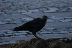 Corvus monedula