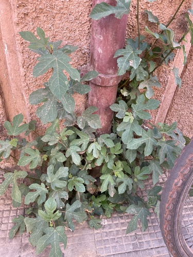 common fig photographed in Eritrea