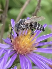 Boreocoelioxys