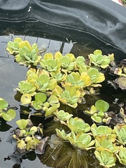 Pistia