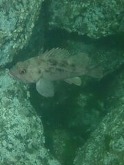 Sebastes auriculatus