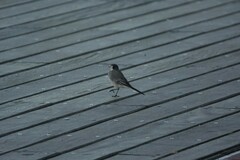 Motacilla alba