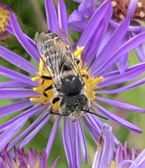 Boreocoelioxys