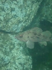 Sebastes auriculatus