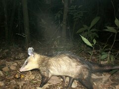 Didelphis albiventris