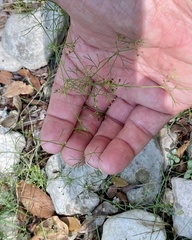 Cyclospermum leptophyllum