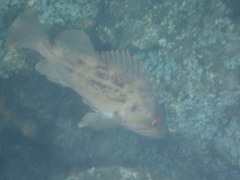 Sebastes auriculatus