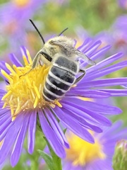 Boreocoelioxys