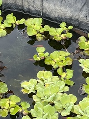 Pistia stratiotes