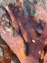 Stenogramma interruptum