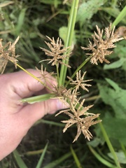 Cyperus esculentus