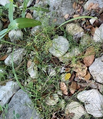 Cyclospermum leptophyllum