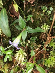 Tripterospermum lanceolatum