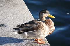 Anas platyrhynchos