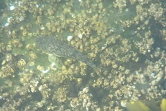 Leptocottus armatus