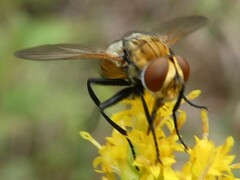 Gymnoclytia