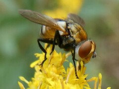 Gymnoclytia