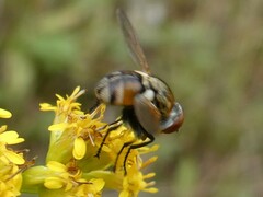 Gymnoclytia