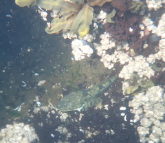 Leptocottus armatus