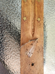 Dendroleon obsoletus