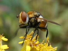 Gymnoclytia