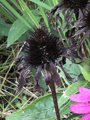 Echinacea