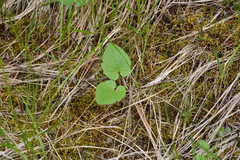 Arnica cordifolia