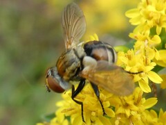 Gymnoclytia