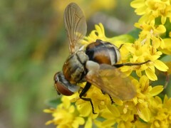 Gymnoclytia