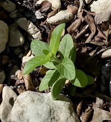Ruellia humilis