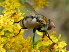 Gymnoclytia