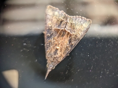 Hypena