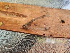 Dendroleon obsoletus