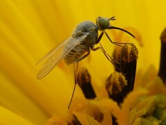 Phthiriinae