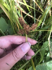 Cyperus erythrorhizos