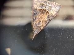 Hypena