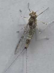 Callibaetis pictus