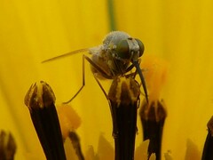 Phthiriinae