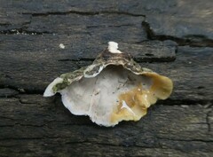 Stereum subtomentosum