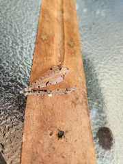 Dendroleon obsoletus