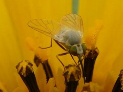 Phthiriinae