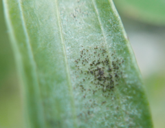 Podosphaera plantaginis