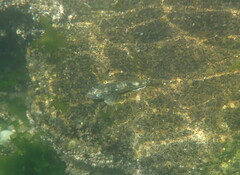 Leptocottus armatus