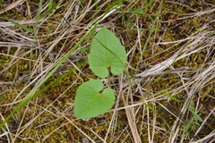 Arnica cordifolia