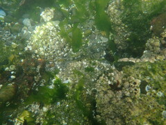 Leptocottus armatus