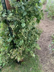 Clematis
