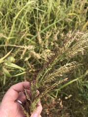Echinochloa walteri