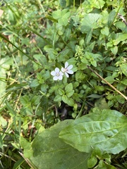 Geranium thunbergii