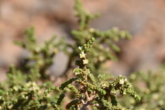 Thymelaea hirsuta
