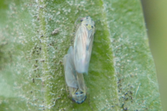 Macrosteles